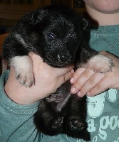 CHIOT