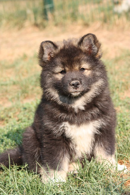 CHIOT 4