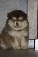 CHIOT