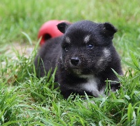 CHIOT