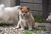 CHIOT
