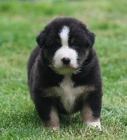 CHIOT