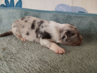 CHIOT