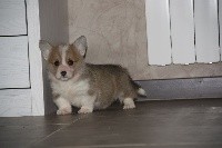CHIOT
