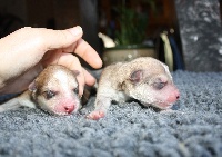 CHIOT