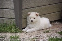 CHIOT