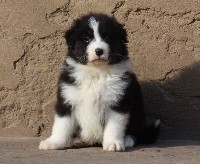 CHIOT