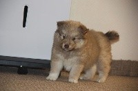 CHIOT