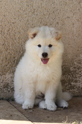 CHIOT 1