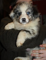 CHIOT