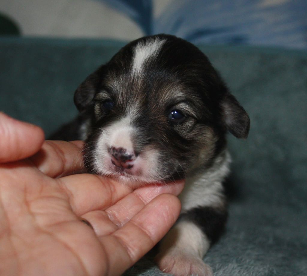du Domaine D'Arinella Bianca - Chiots disponibles - Welsh Corgi Pembroke