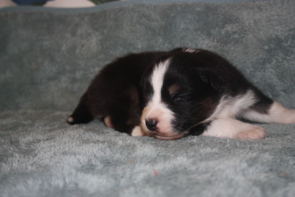 du Domaine D'Arinella Bianca - Chiots disponibles - Berger Australien