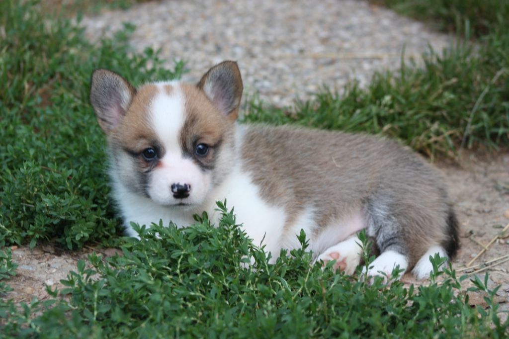du Domaine D'Arinella Bianca - Welsh Corgi Pembroke - Portée née le 23/05/2025