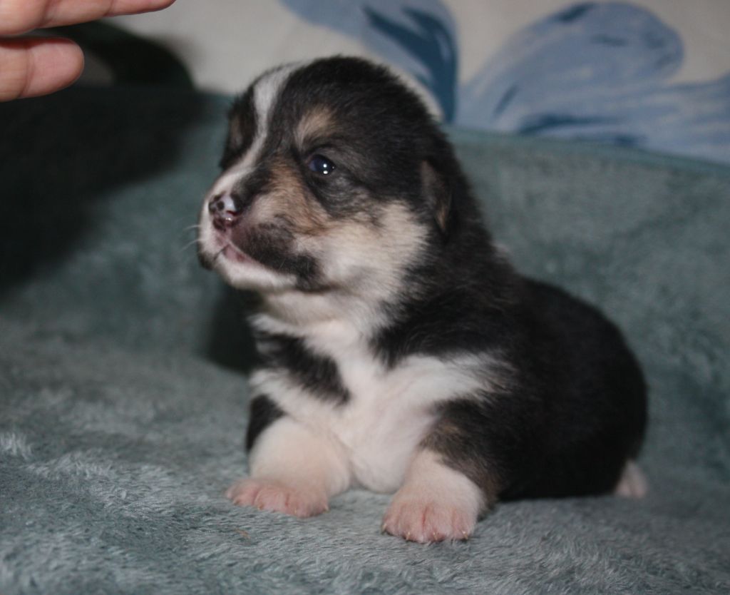 du Domaine D'Arinella Bianca - Chiots disponibles - Welsh Corgi Pembroke
