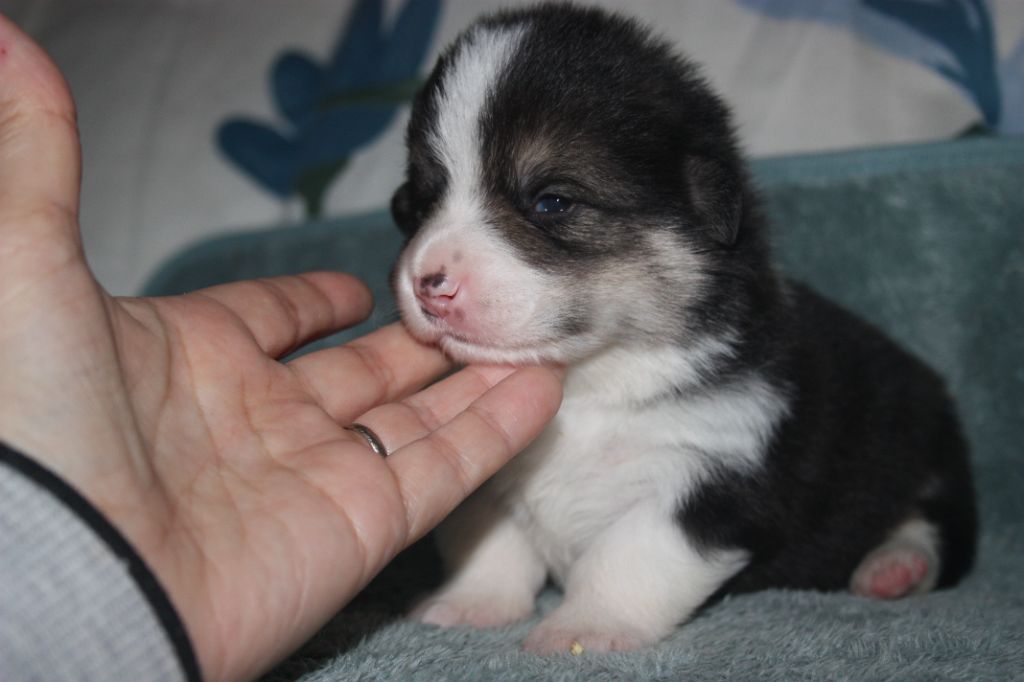 du Domaine D'Arinella Bianca - Chiots disponibles - Welsh Corgi Pembroke