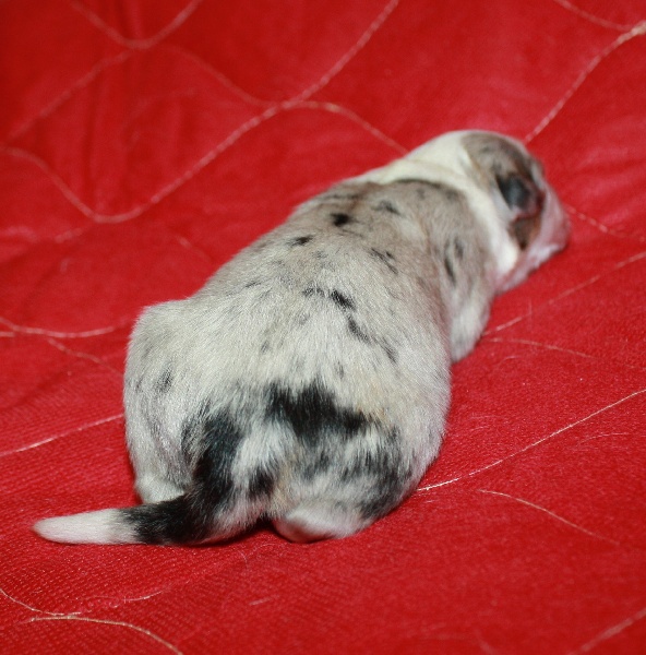 Chiot Berger Australien du Domaine D'Arinella Bianca
