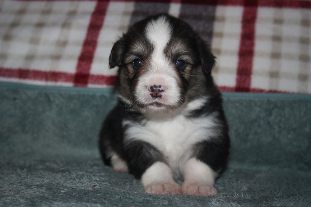 du Domaine D'Arinella Bianca - Chiots disponibles - Welsh Corgi Pembroke
