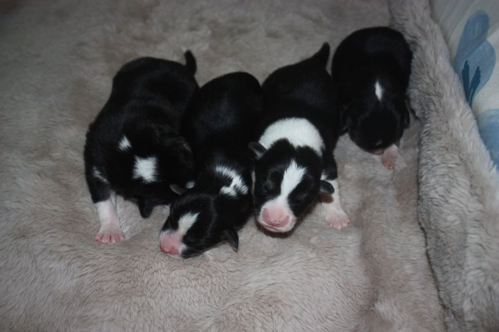 du Domaine D'Arinella Bianca - Chiots disponibles - Welsh Corgi Pembroke