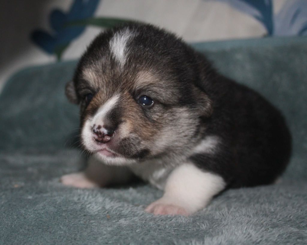 du Domaine D'Arinella Bianca - Chiots disponibles - Welsh Corgi Pembroke
