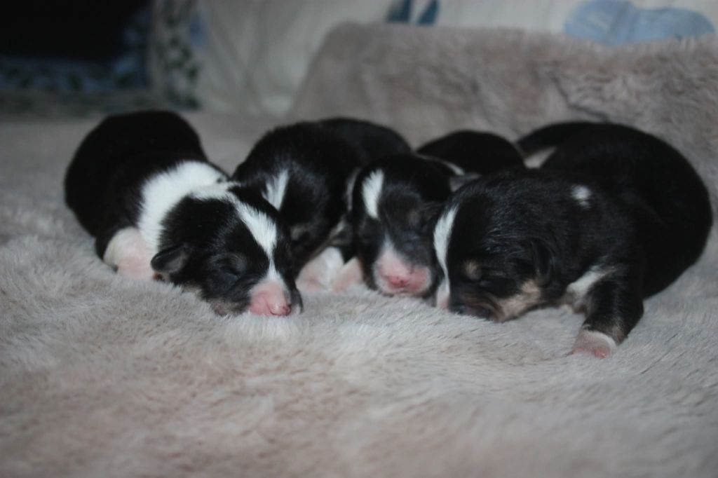 du Domaine D'Arinella Bianca - Chiots disponibles - Welsh Corgi Pembroke