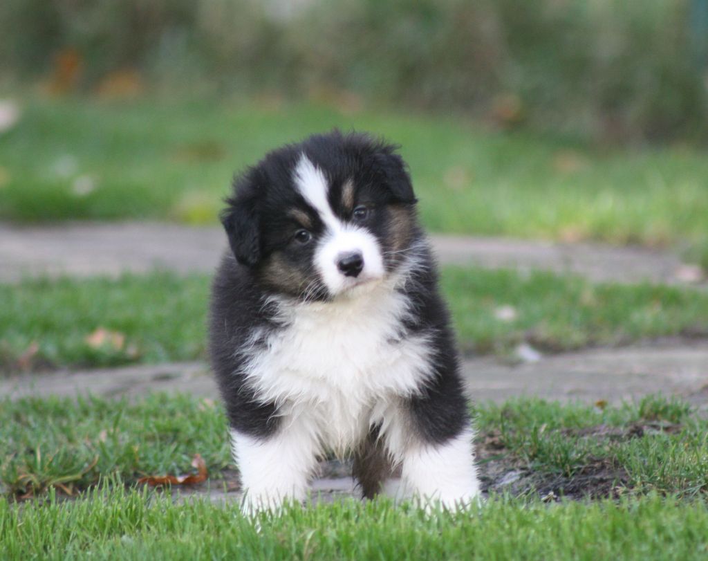 du Domaine D'Arinella Bianca - Chiots disponibles - Berger Australien