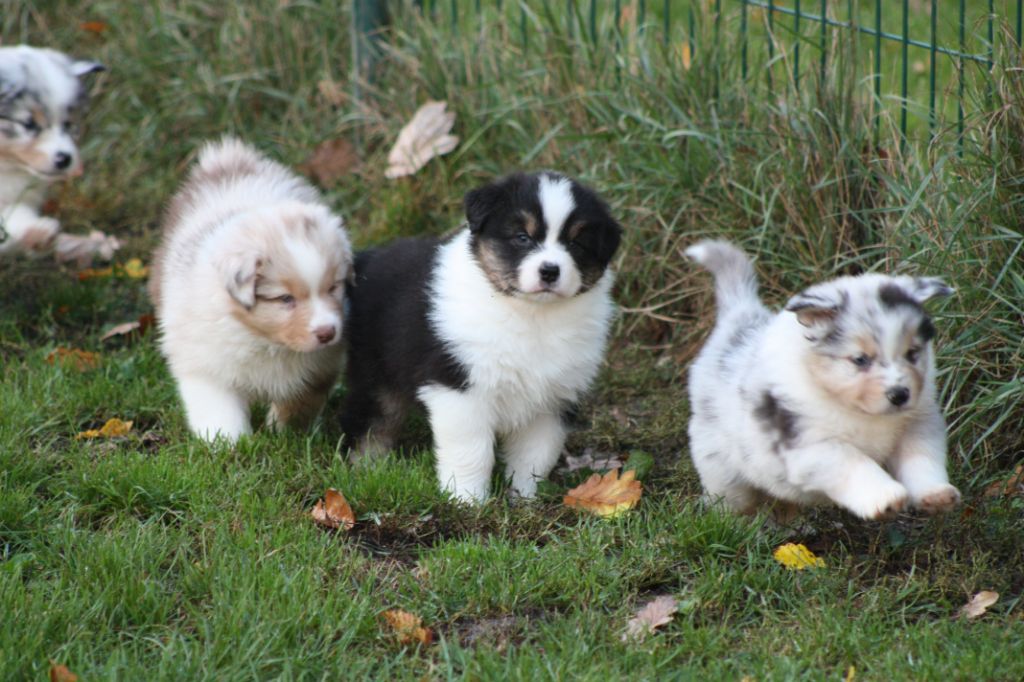 du Domaine D'Arinella Bianca - Chiots disponibles - Berger Australien
