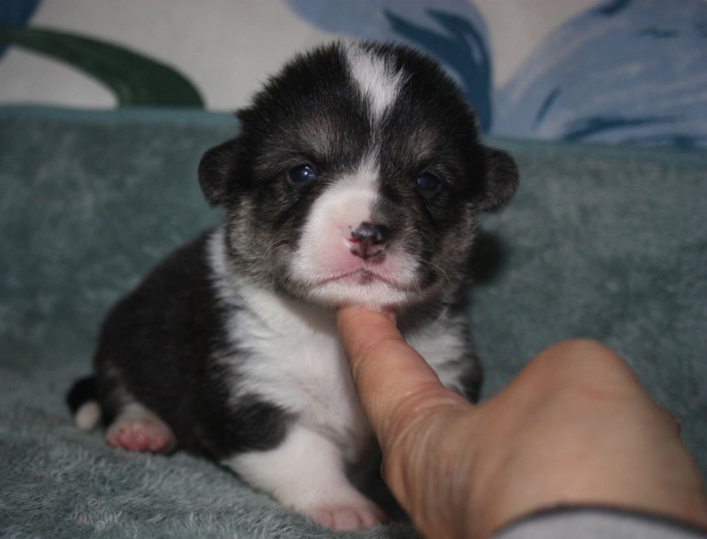du Domaine D'Arinella Bianca - Chiots disponibles - Welsh Corgi Pembroke