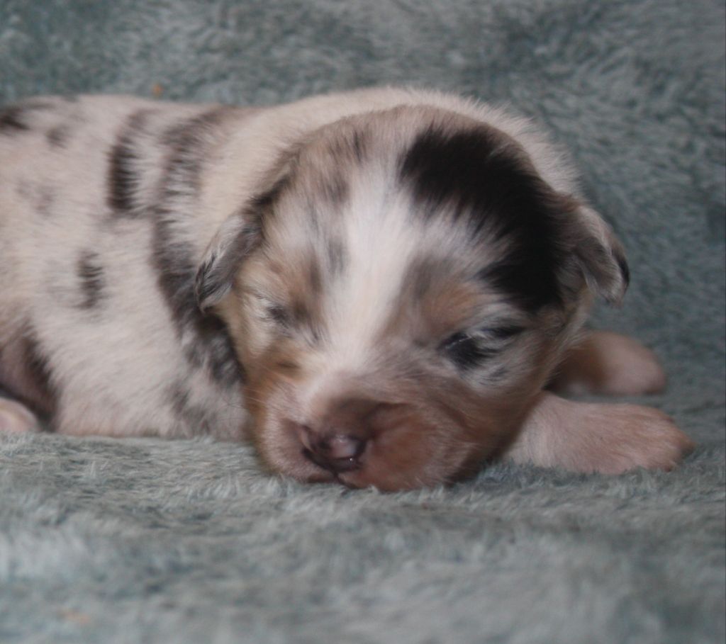 du Domaine D'Arinella Bianca - Chiots disponibles - Berger Australien