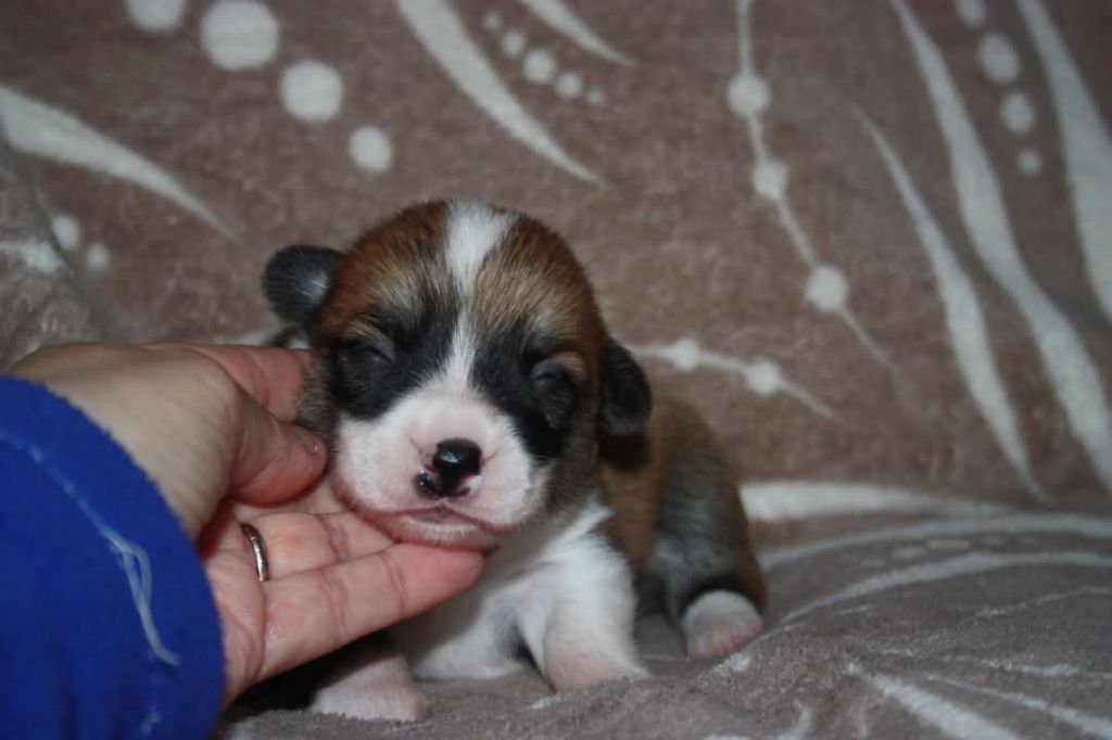 du Domaine D'Arinella Bianca - Chiots disponibles - Welsh Corgi Pembroke
