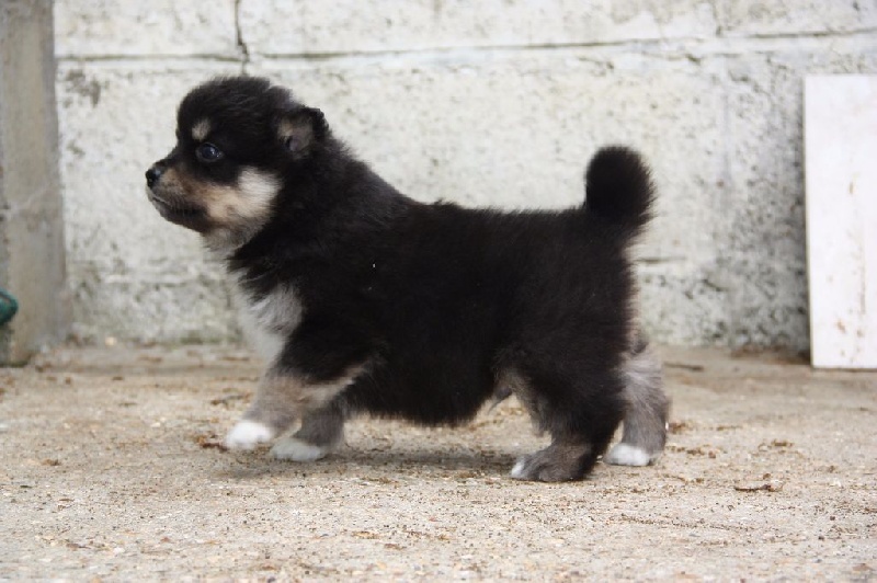 du Domaine D'Arinella Bianca - Chien finnois de Laponie - Portée née le 05/04/2015