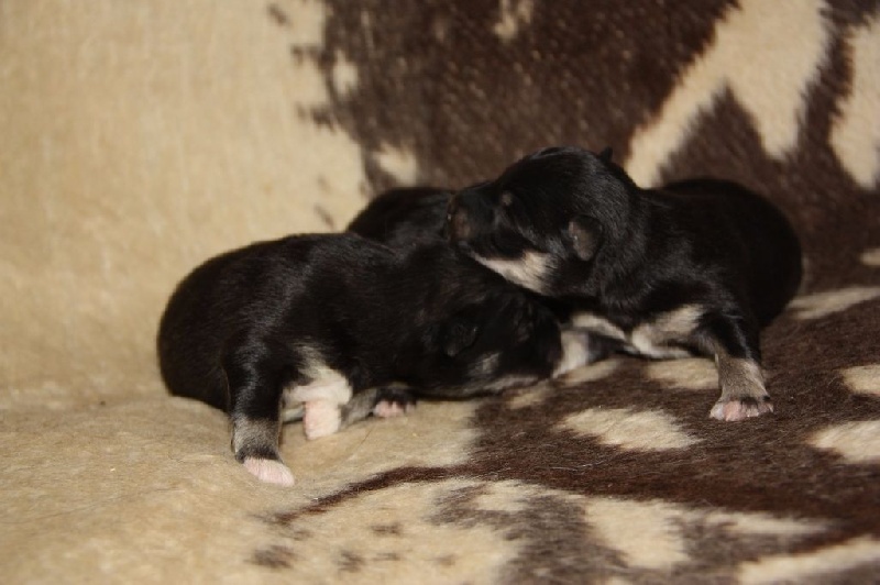 du Domaine D'Arinella Bianca - Chien finnois de Laponie - Portée née le 28/03/2015