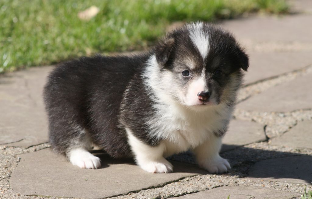 du Domaine D'Arinella Bianca - Chiots disponibles - Welsh Corgi Pembroke