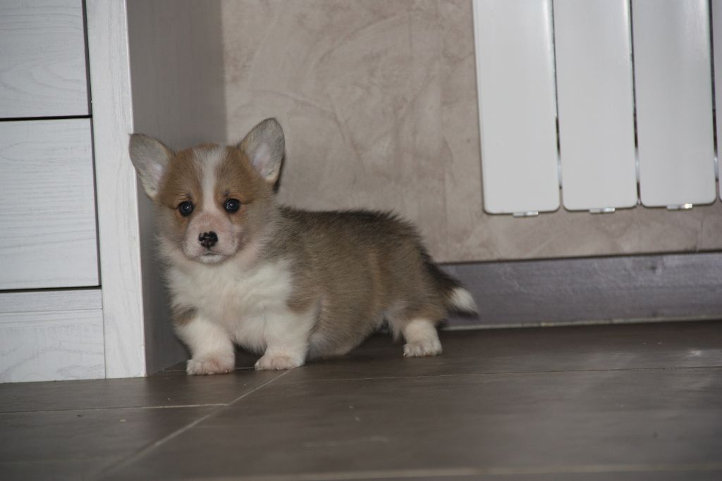 du Domaine D'Arinella Bianca - Welsh Corgi Pembroke - Portée née le 06/11/2017